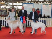 INTERNATIONAL DOGSHOW to SANREMO (Special Sigthounds Club Show)