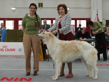 INTERNATIONAL DOGSHOW  SPECIAL SIGHTHOUNDS CLUB SHOW to REGGIO EMILIA - Italy